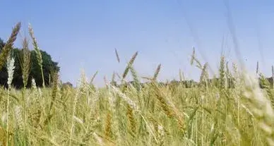 Vincent Lefèvre, céréalier de la biodiversité Vincent Lefèvre, céréalier de la biodiversité